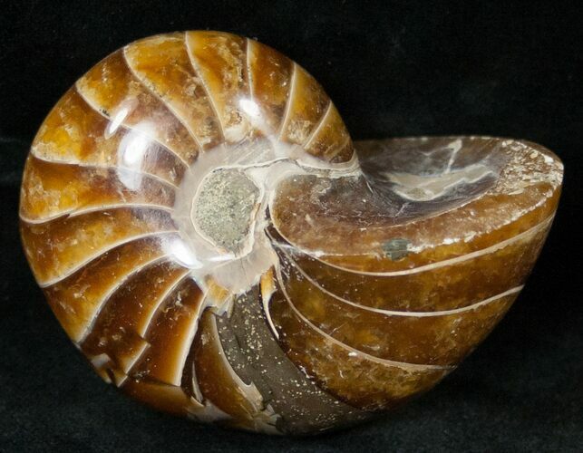 Cretaceous Nautilus Fossil - Madagascar #15025